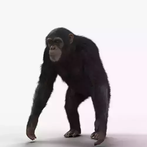 Chimpanzee Rigged VFX Grace 3D model