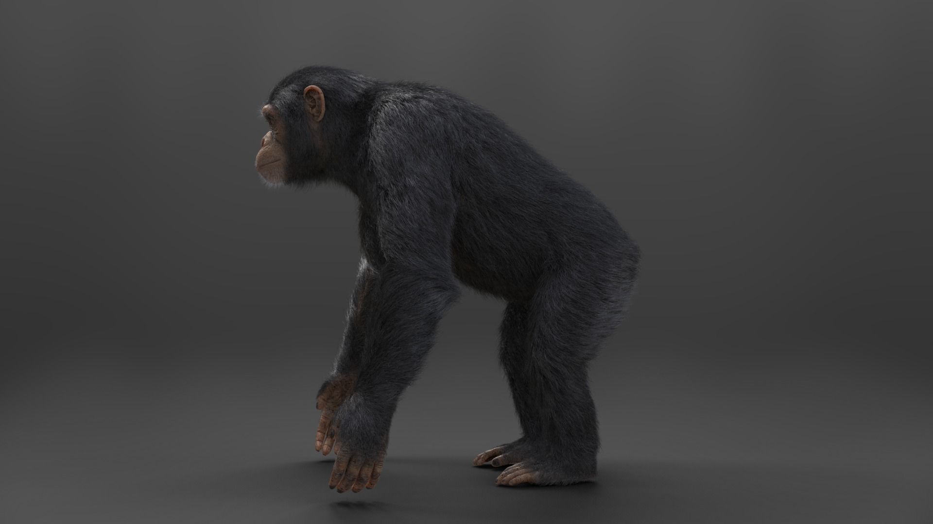 Chimpanzee Rigged VFX Grace 3D model_3
