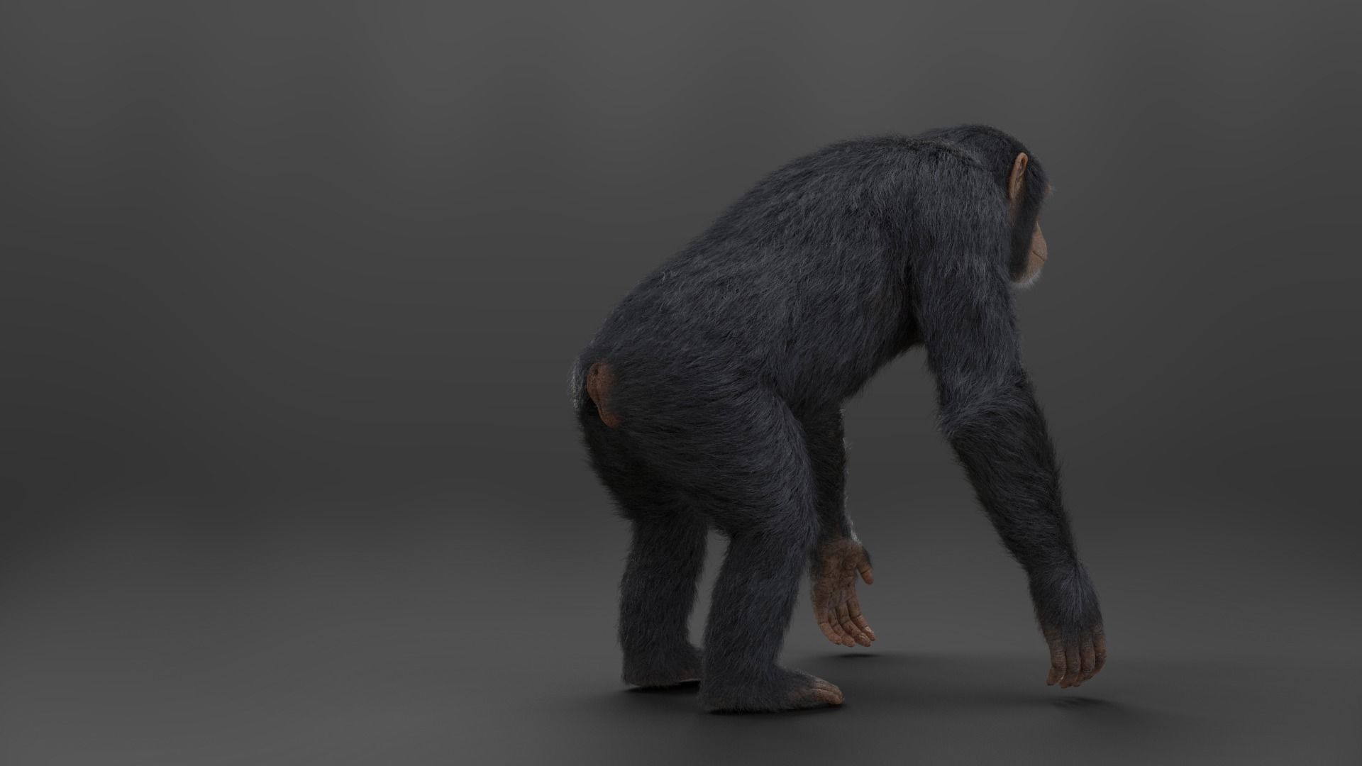 Chimpanzee Rigged VFX Grace 3D model_5