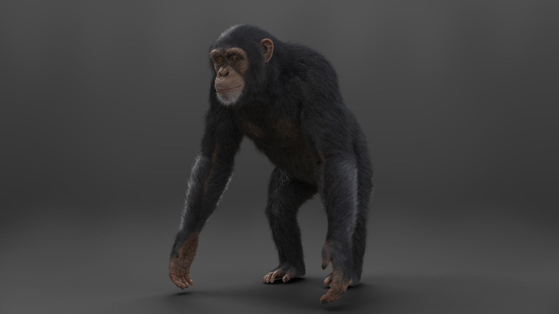 Chimpanzee Rigged VFX Grace 3D model_4