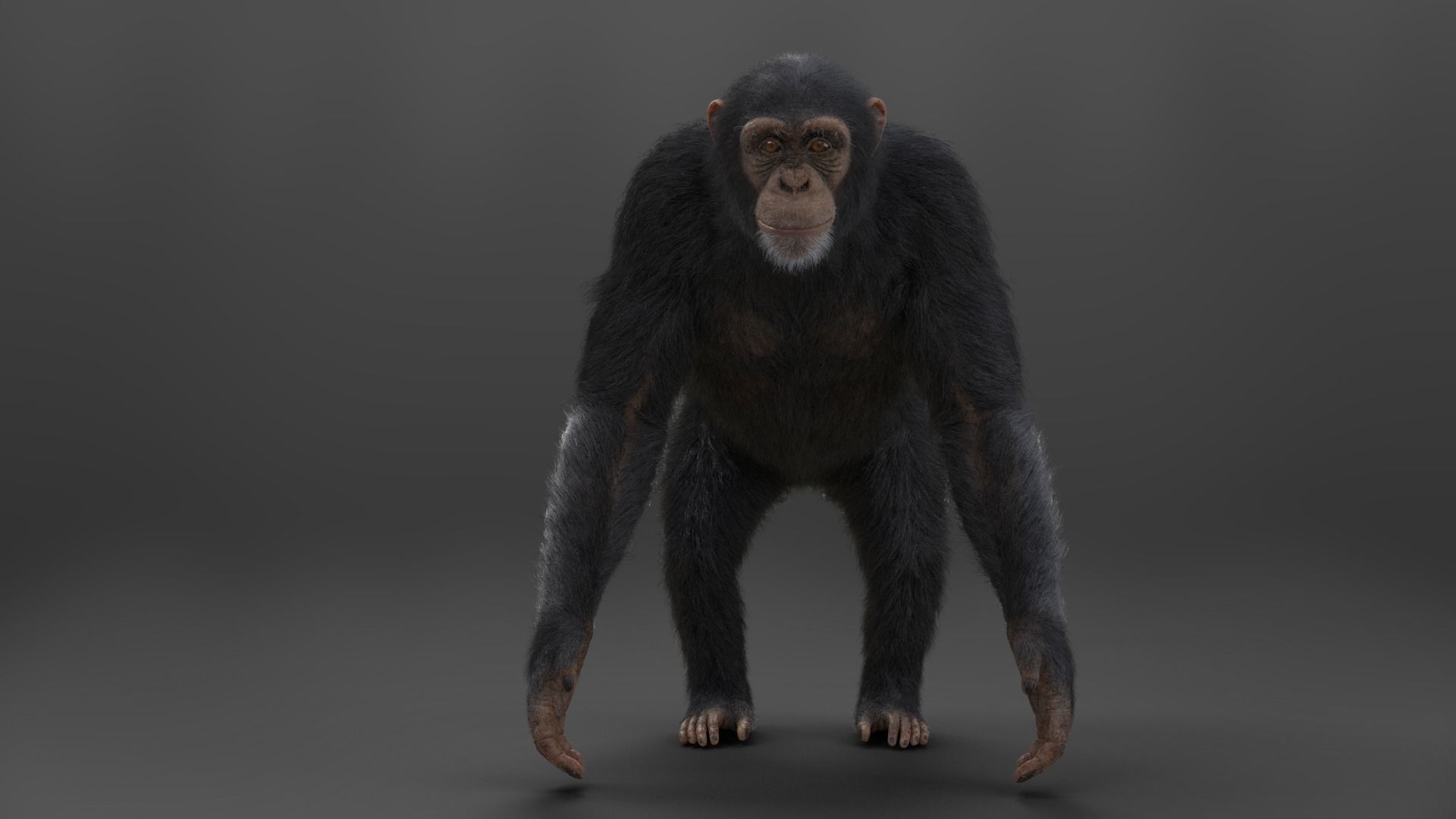Chimpanzee Rigged VFX Grace 3D model_2