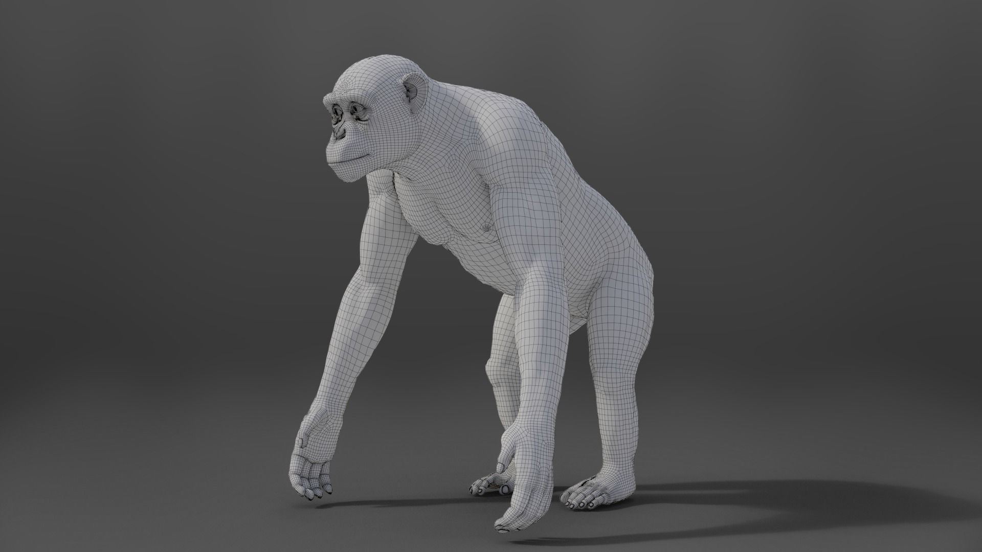 Chimpanzee Rigged VFX Grace 3D model_18