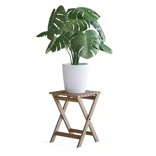 Monstera Plant