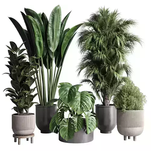 indoor plant ficus rubbery monstera palm concrete dirt vase