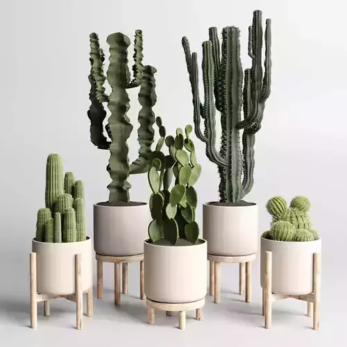  cactus pot collection indoor plant 186 wood vase