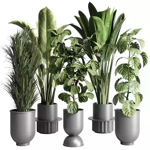 indoor plant  palm ficus rubbery lyrata monstera concrete dirt