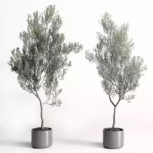 Olive Tree in concrete vase indoor collection