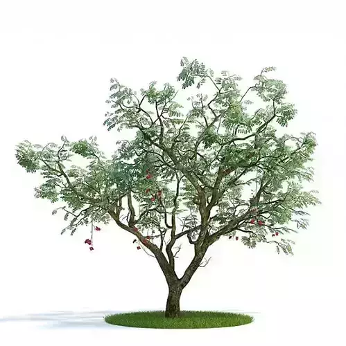 Shadowed Leaf Tree With Little Fruits