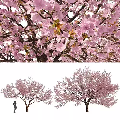 Two Spring Cerasus Tree Pink Tree 3D model 3D model