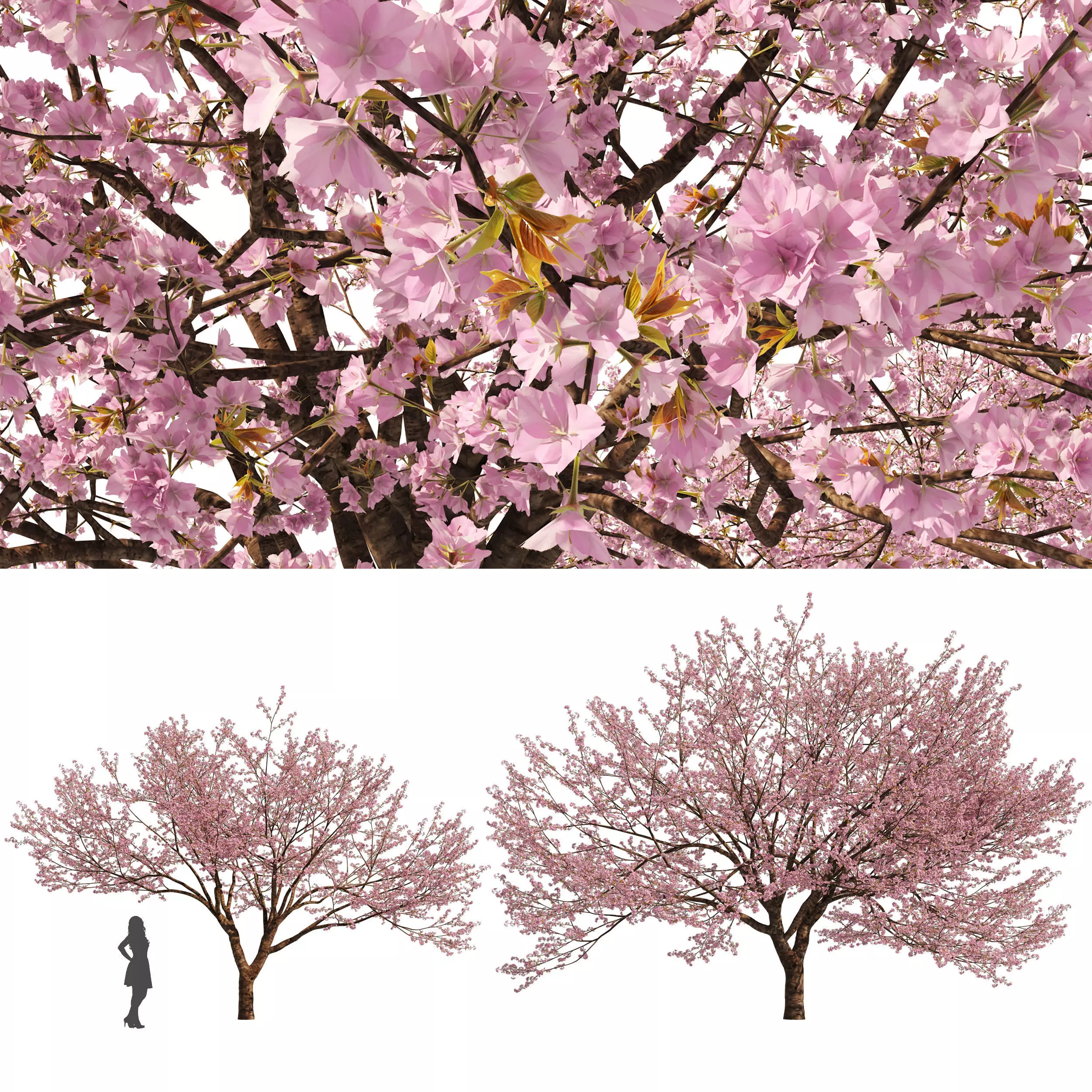 Two Spring Cerasus Tree Pink Tree 3D model 3D model