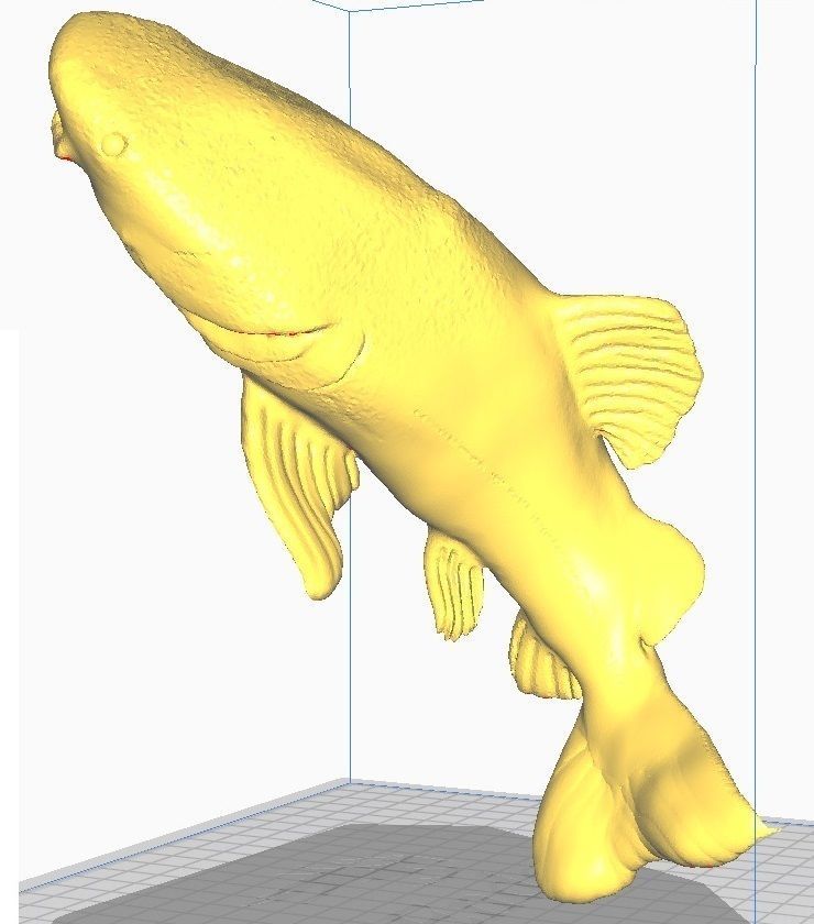 redtail catfish sculpt stl obj 3D print model_8
