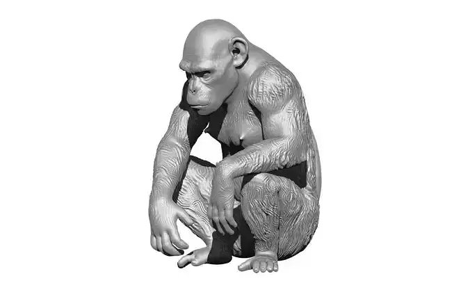 Ape Monkey Gorilla Chimp 