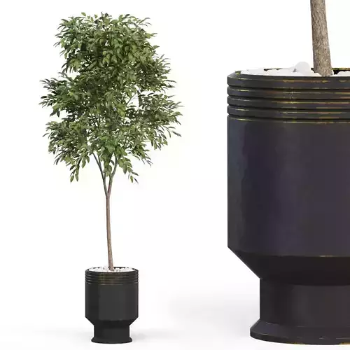Plants collection 631 3D model
