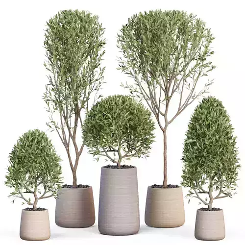 Plants collection 635 3D model