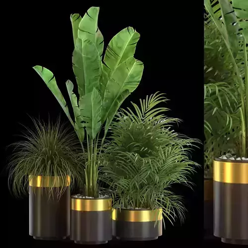 Plants collection 638 3D model