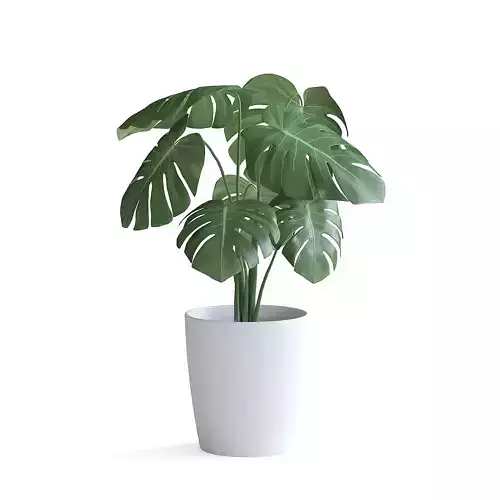 Monstera Plant II