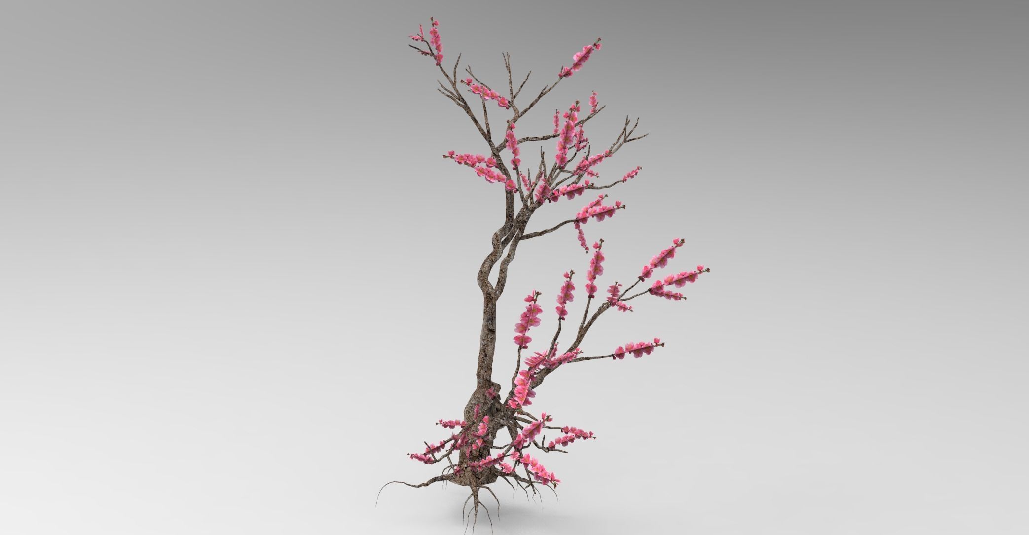 Peach tree 3d model Low-poly 3D model_22