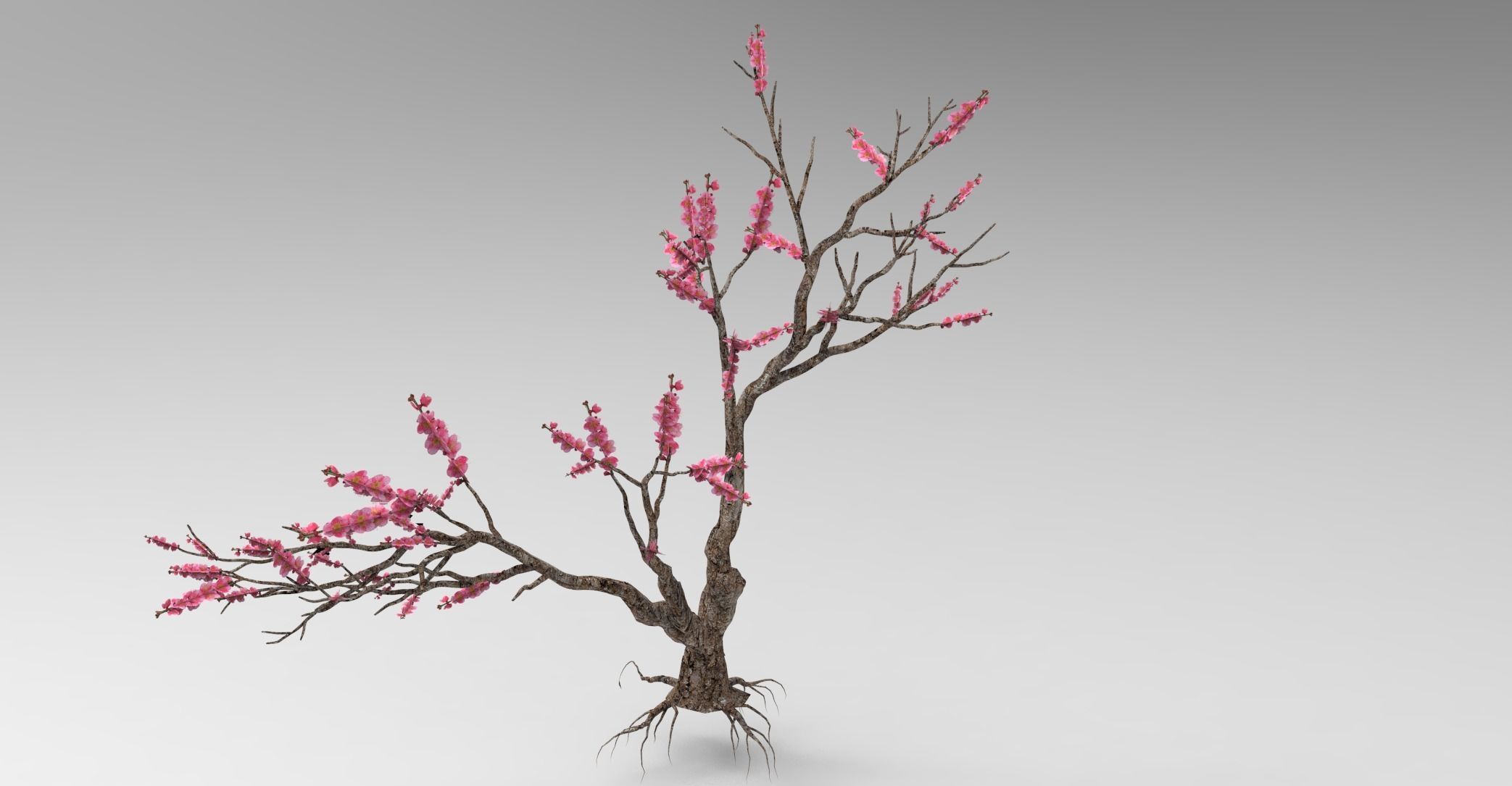 Peach tree 3d model Low-poly 3D model_18