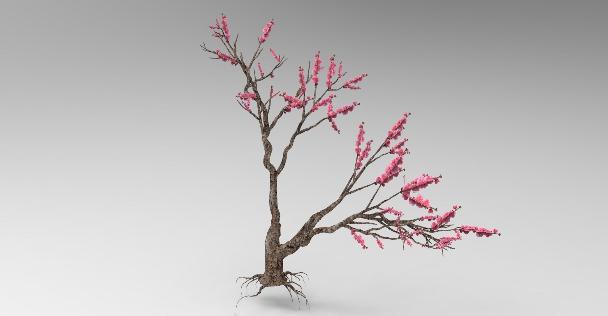 Peach tree 3d model Low-poly 3D model_12