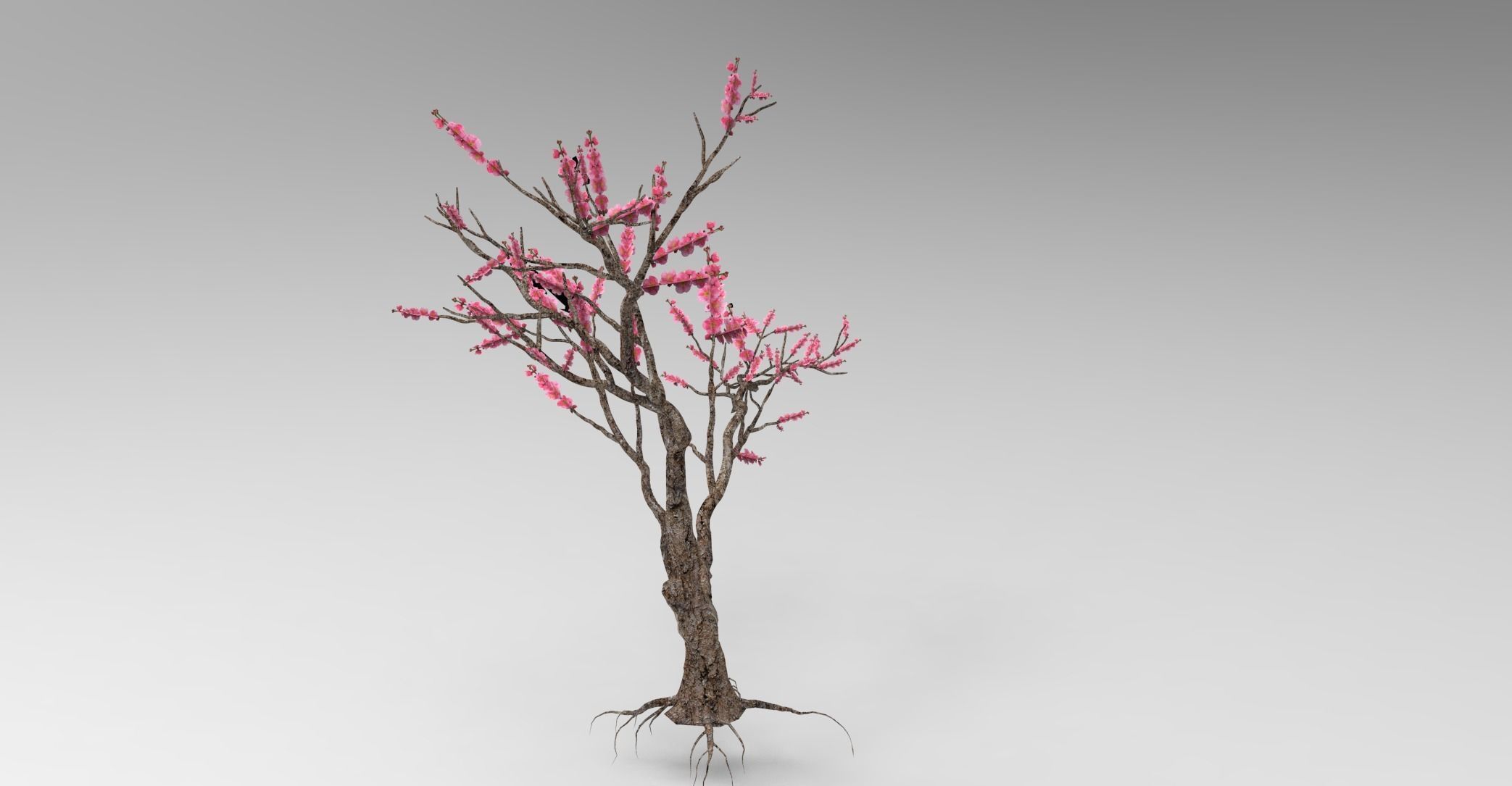 Peach tree 3d model Low-poly 3D model_4