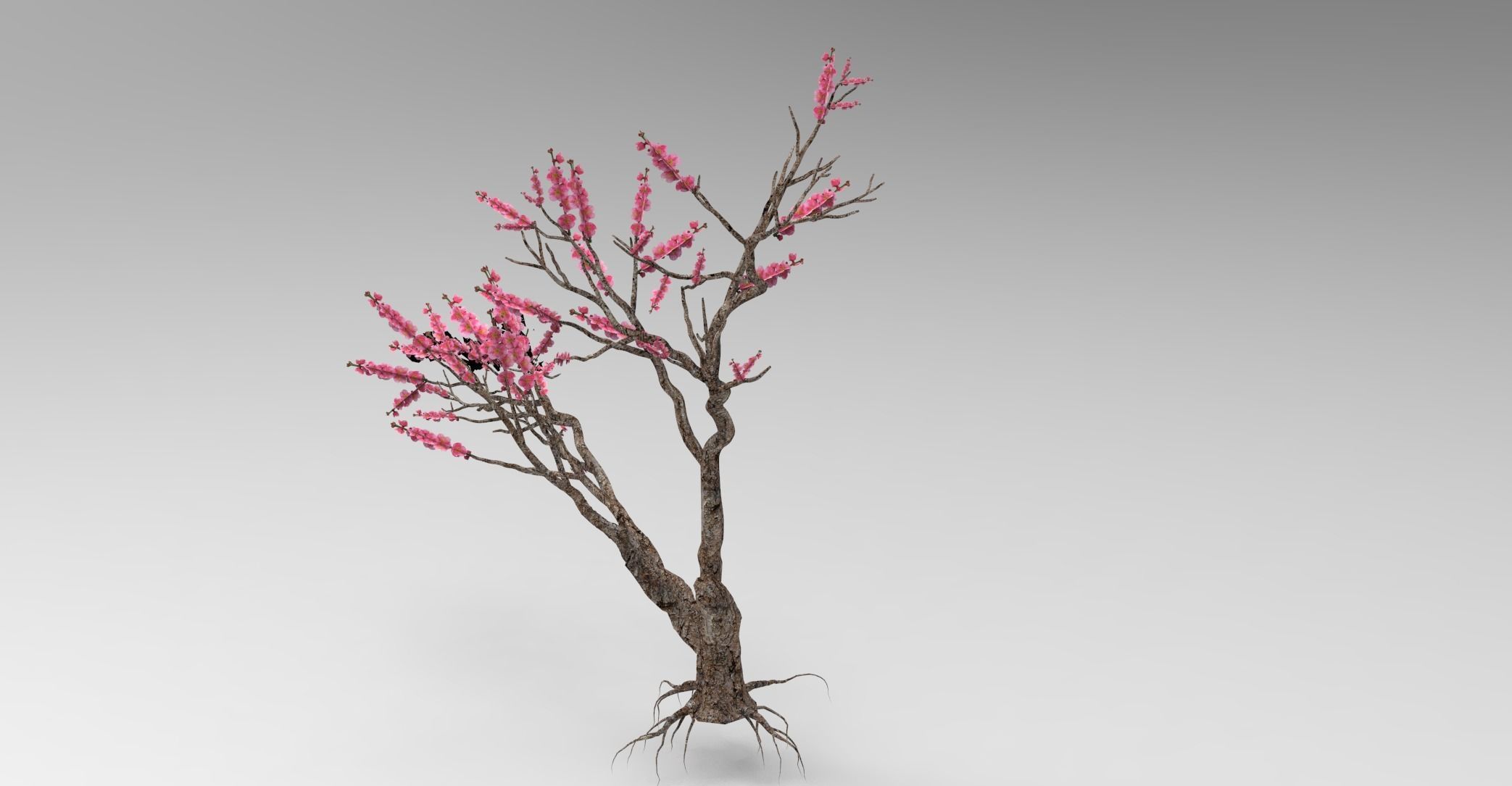 Peach tree 3d model Low-poly 3D model_7
