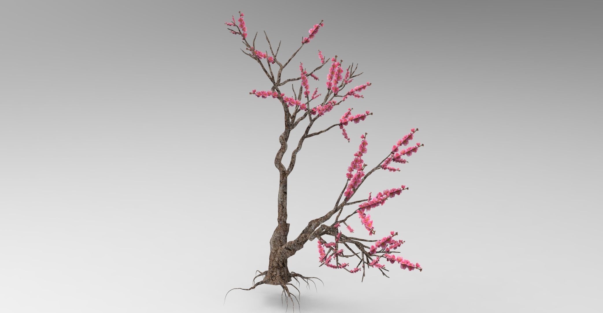Peach tree 3d model Low-poly 3D model_2