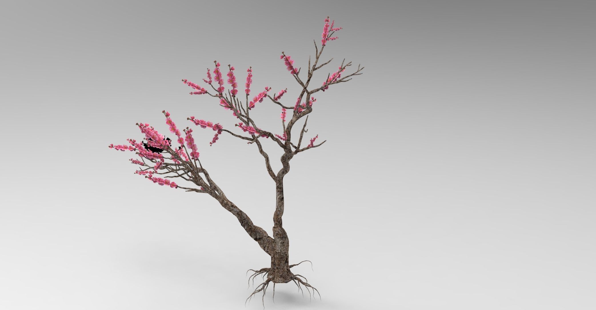 Peach tree 3d model Low-poly 3D model_8