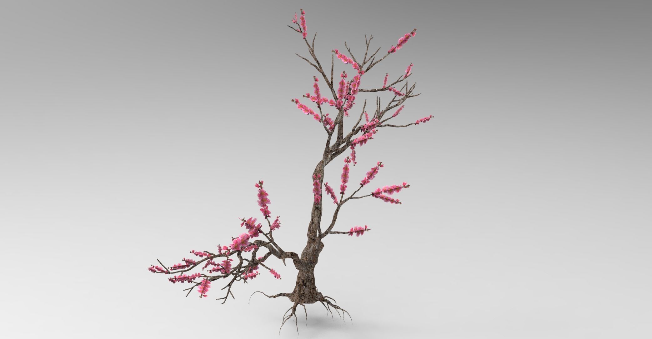 Peach tree 3d model Low-poly 3D model_20