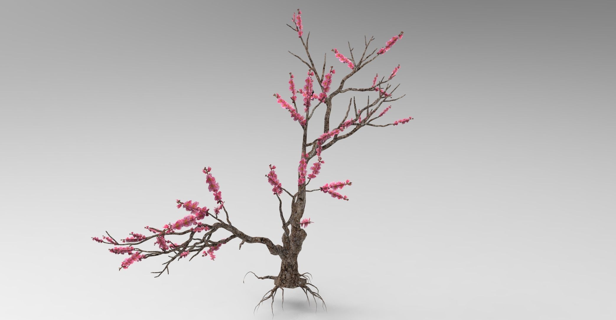 Peach tree 3d model Low-poly 3D model_19