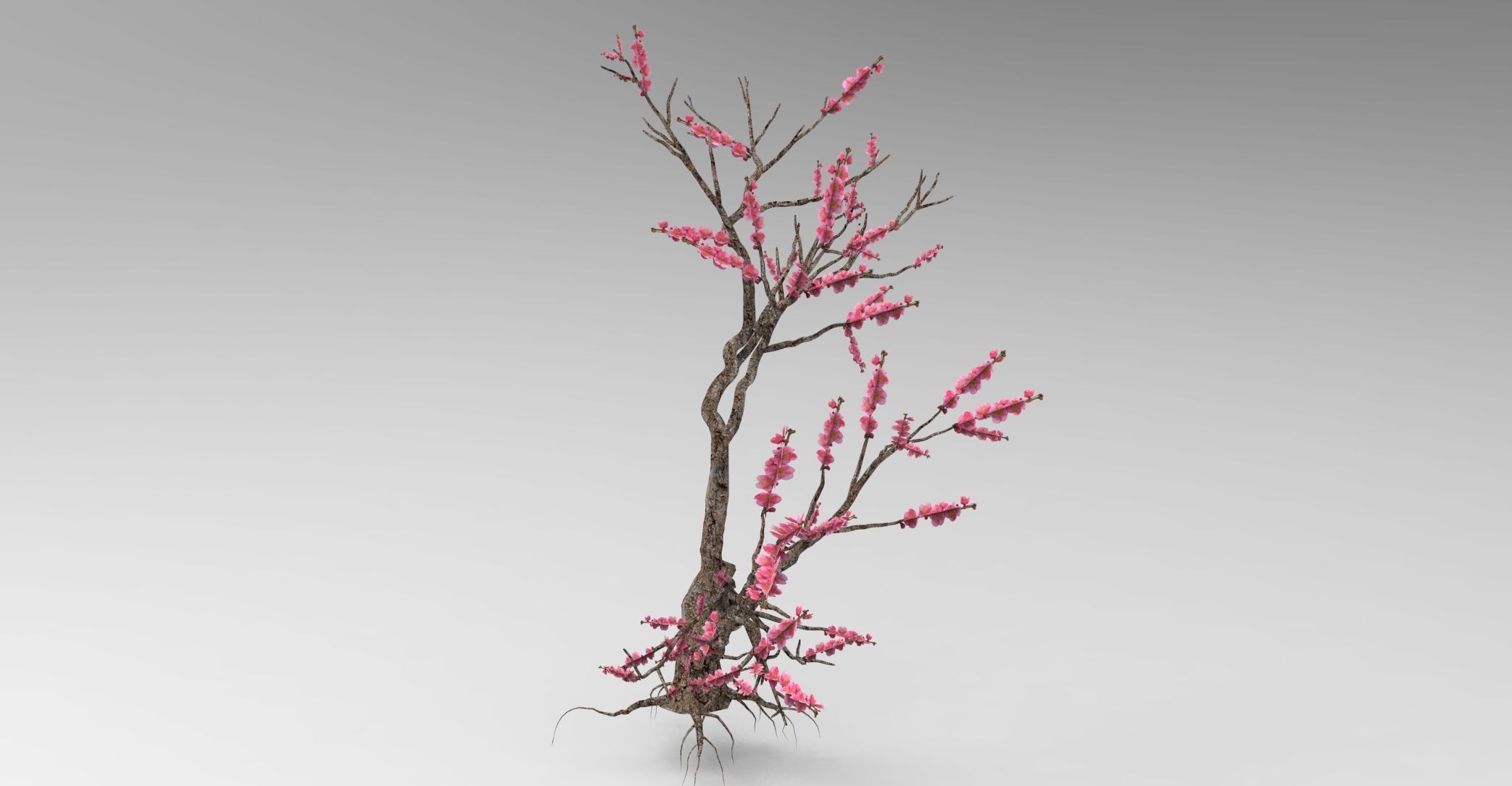 Peach tree 3d model Low-poly 3D model_23