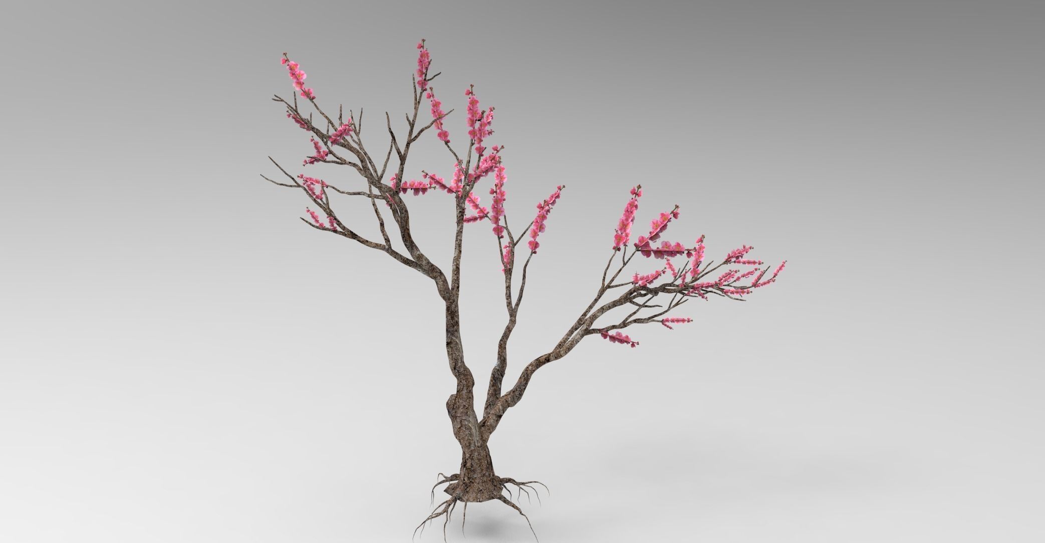 Peach tree 3d model Low-poly 3D model_16