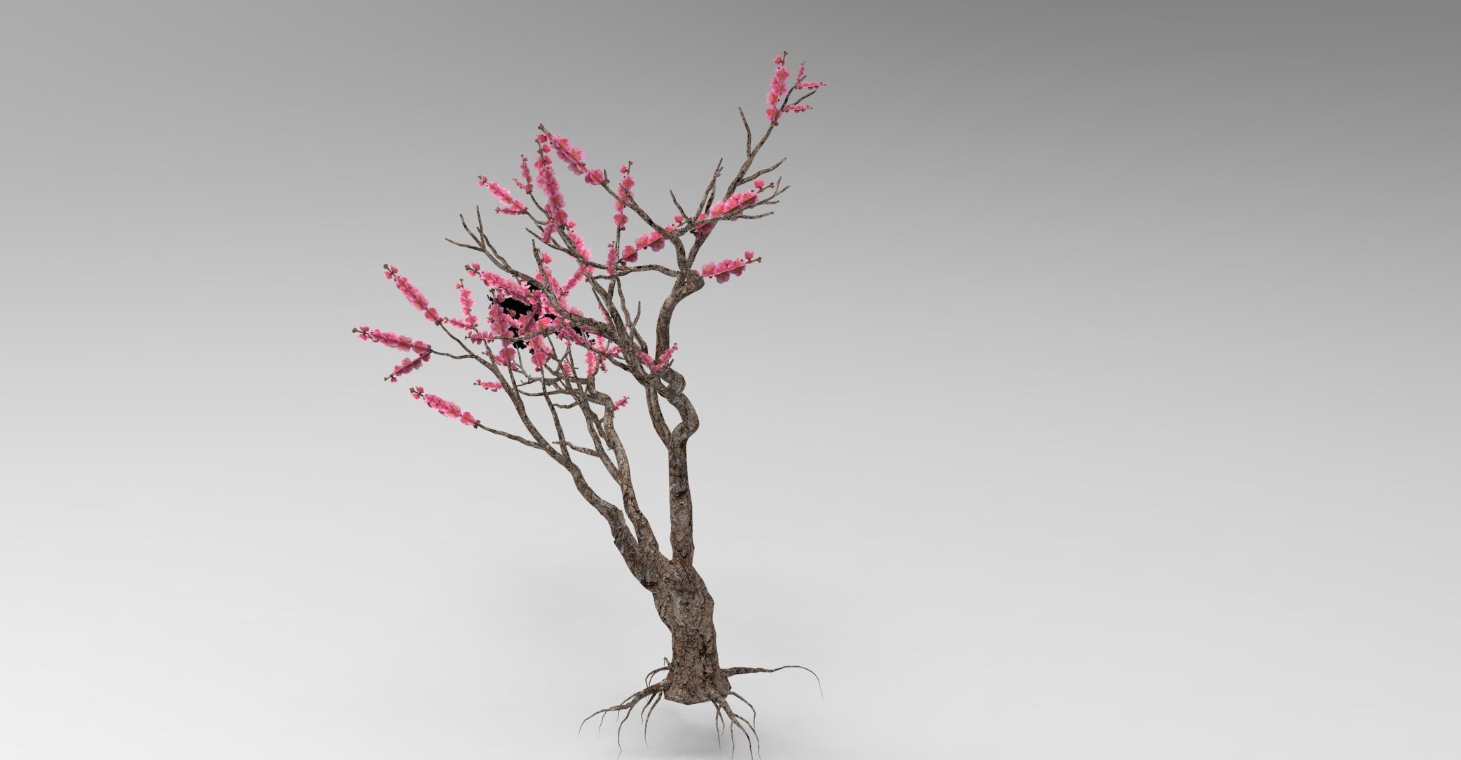 Peach tree 3d model Low-poly 3D model_6