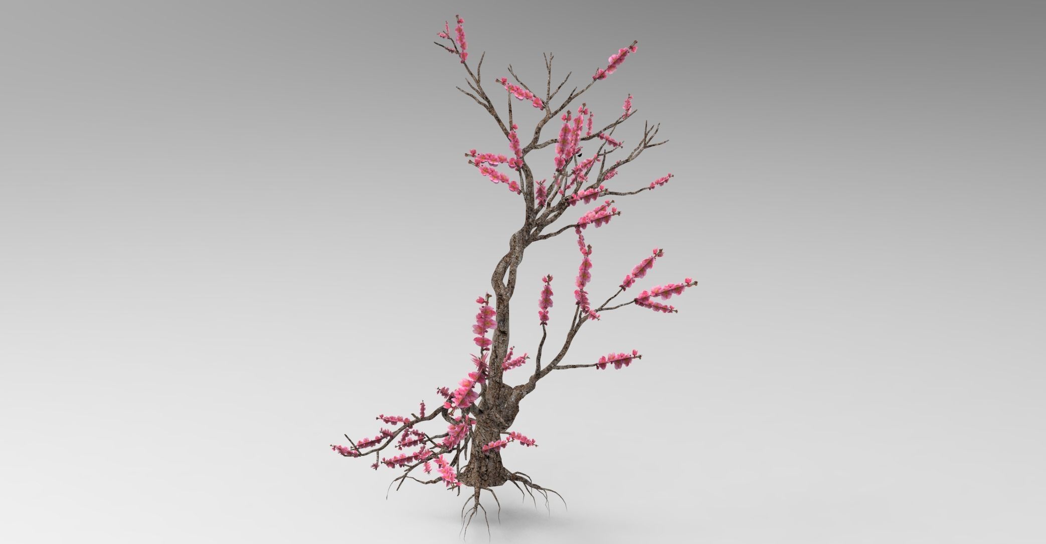 Peach tree 3d model Low-poly 3D model_21