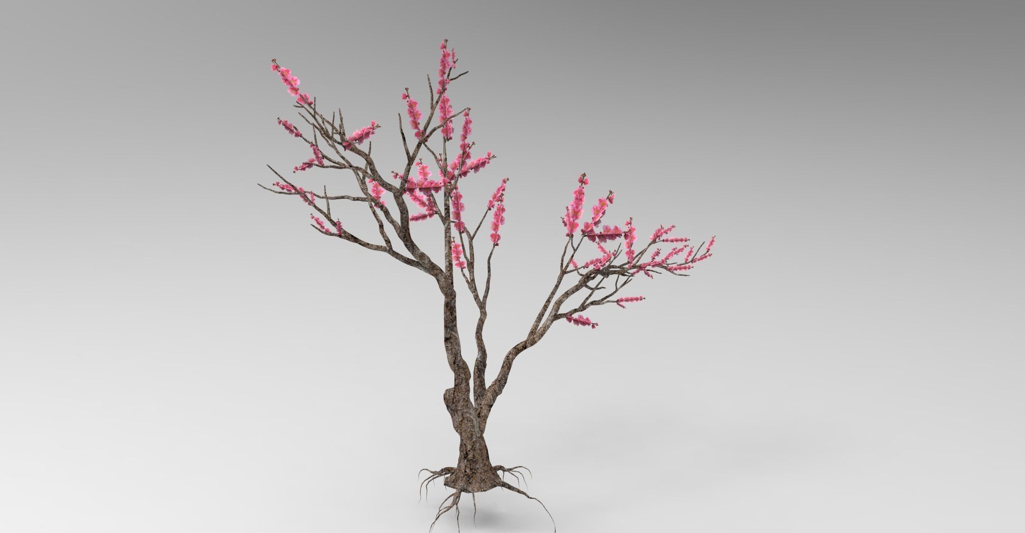 Peach tree 3d model Low-poly 3D model_17