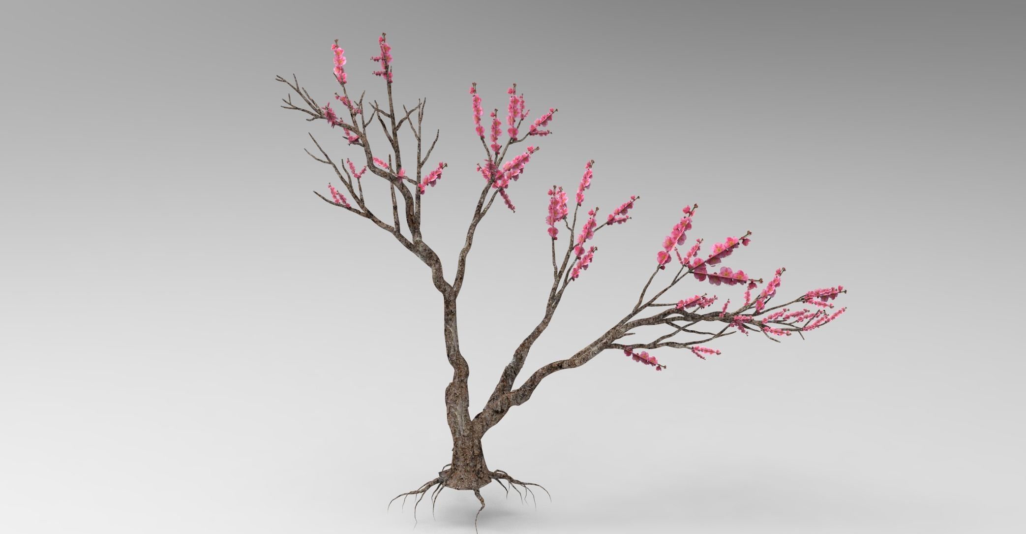Peach tree 3d model Low-poly 3D model_14