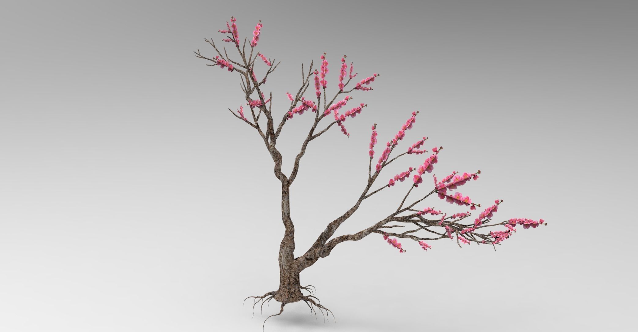 Peach tree 3d model Low-poly 3D model_13