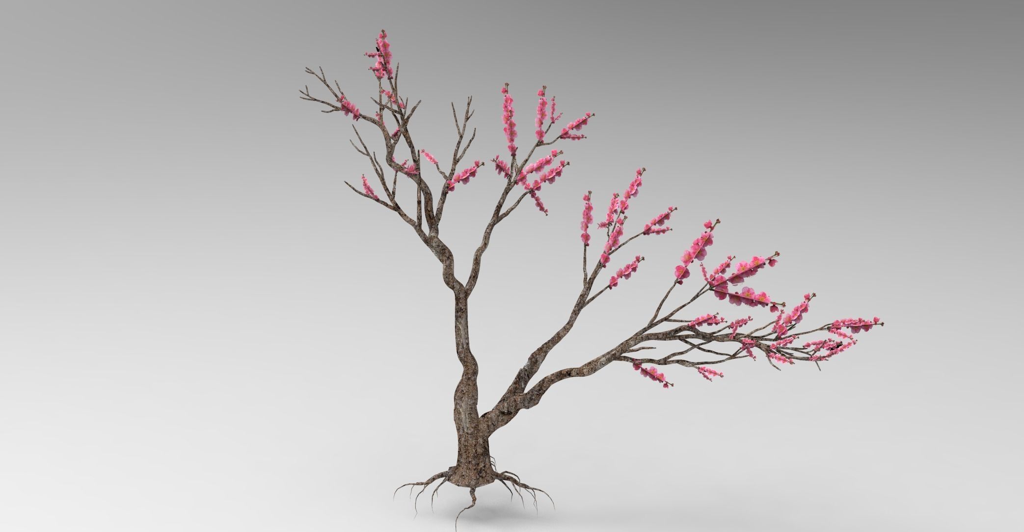 Peach tree 3d model Low-poly 3D model_1