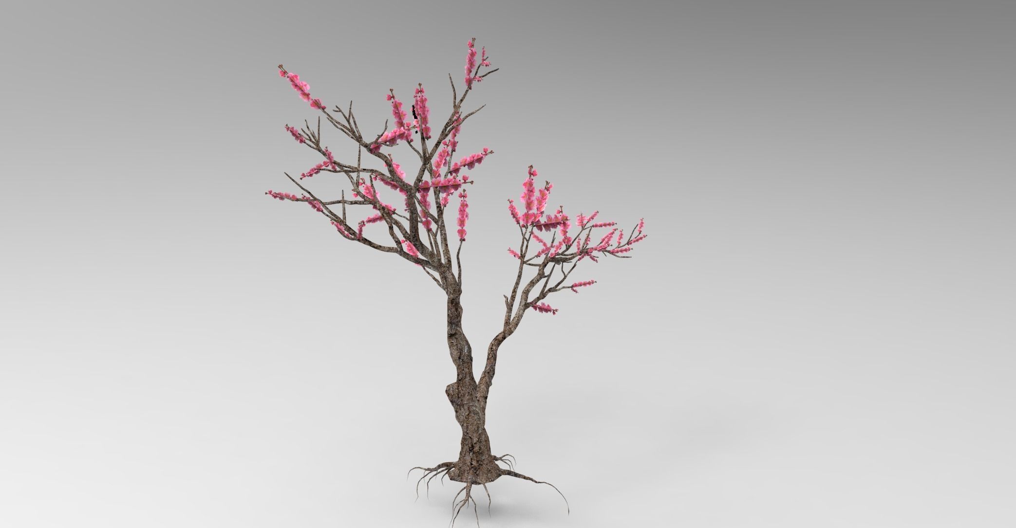 Peach tree 3d model Low-poly 3D model_3