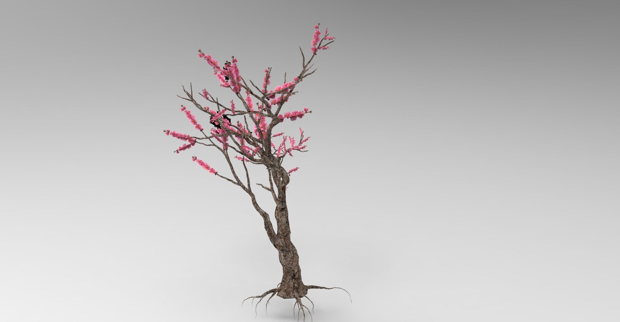 Peach tree 3d model Low-poly 3D model_5