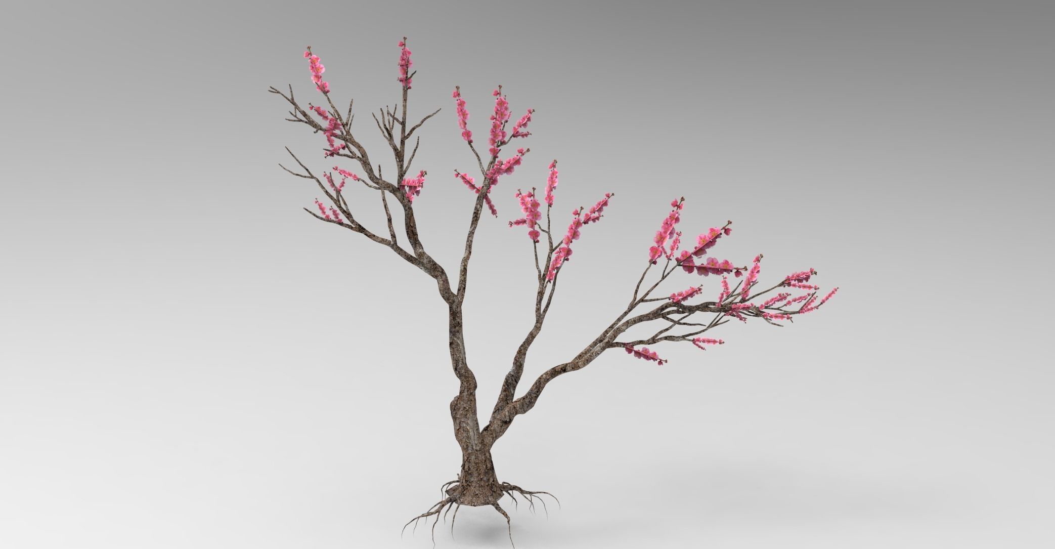 Peach tree 3d model Low-poly 3D model_15
