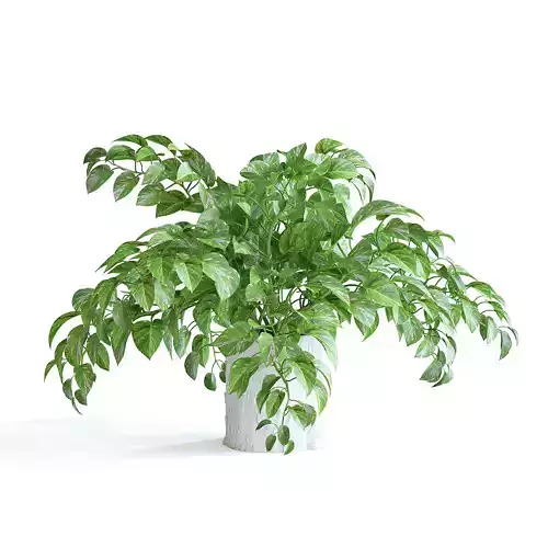 Pothos Plant