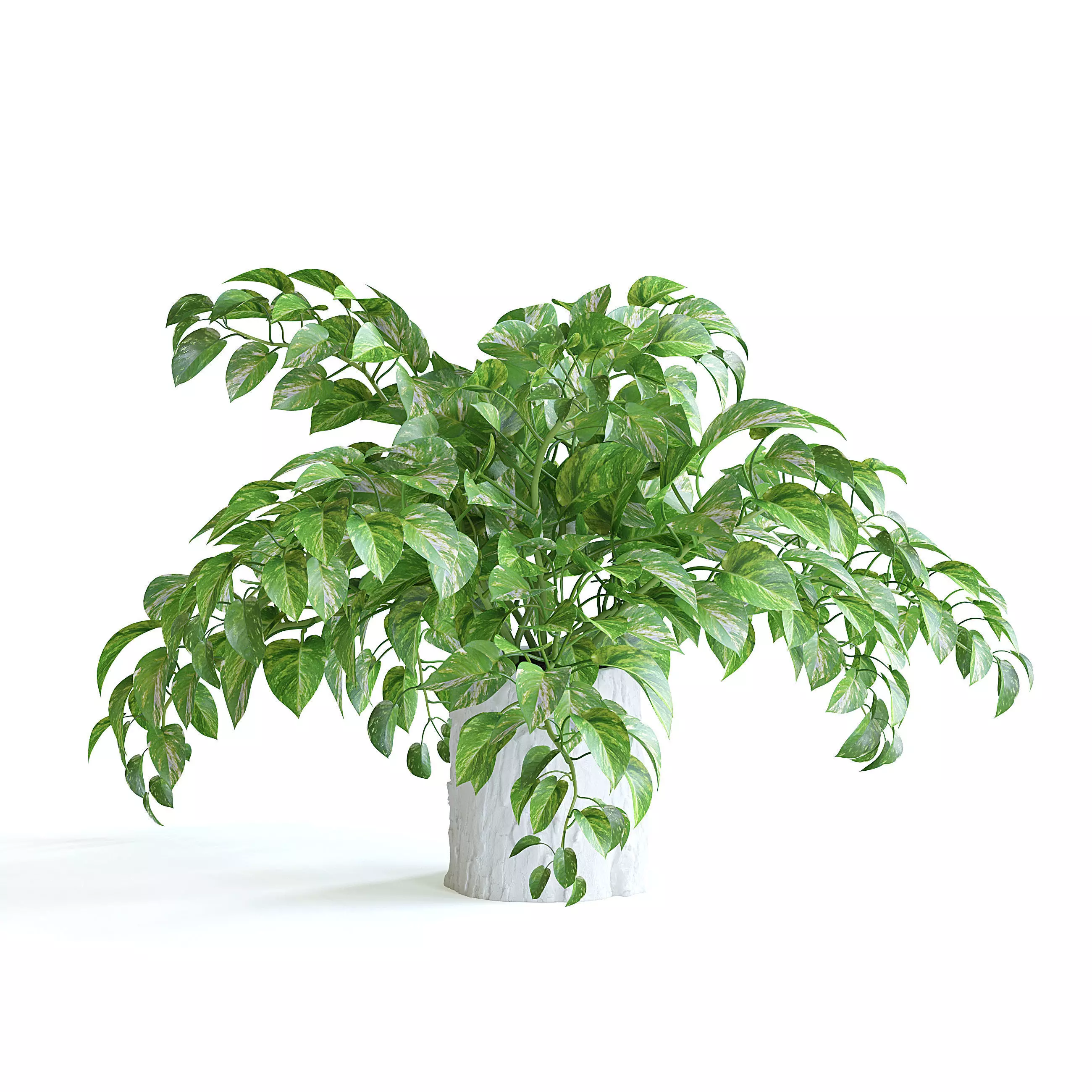 Pothos Plant 3D model_0