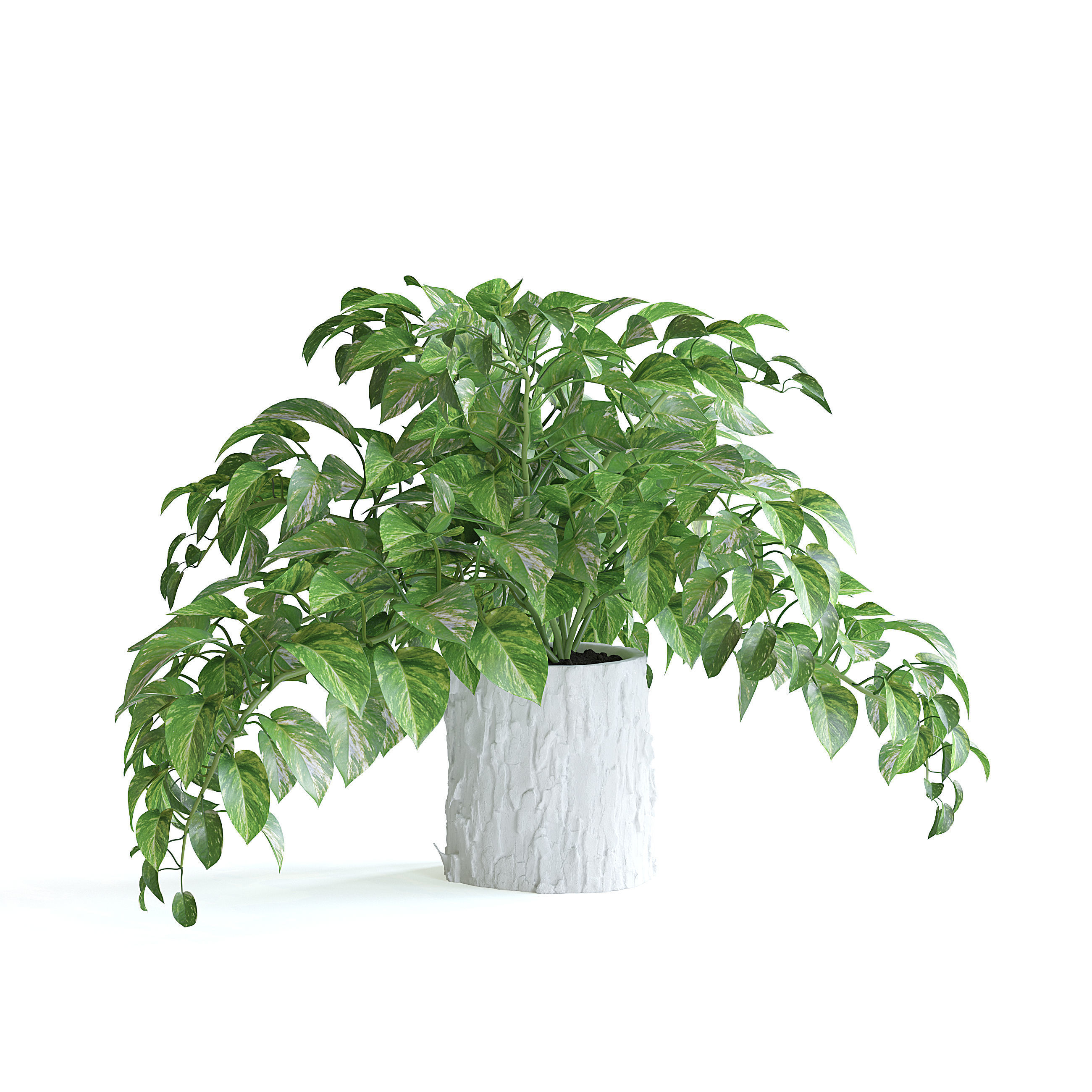 Pothos Plant 3D model_1