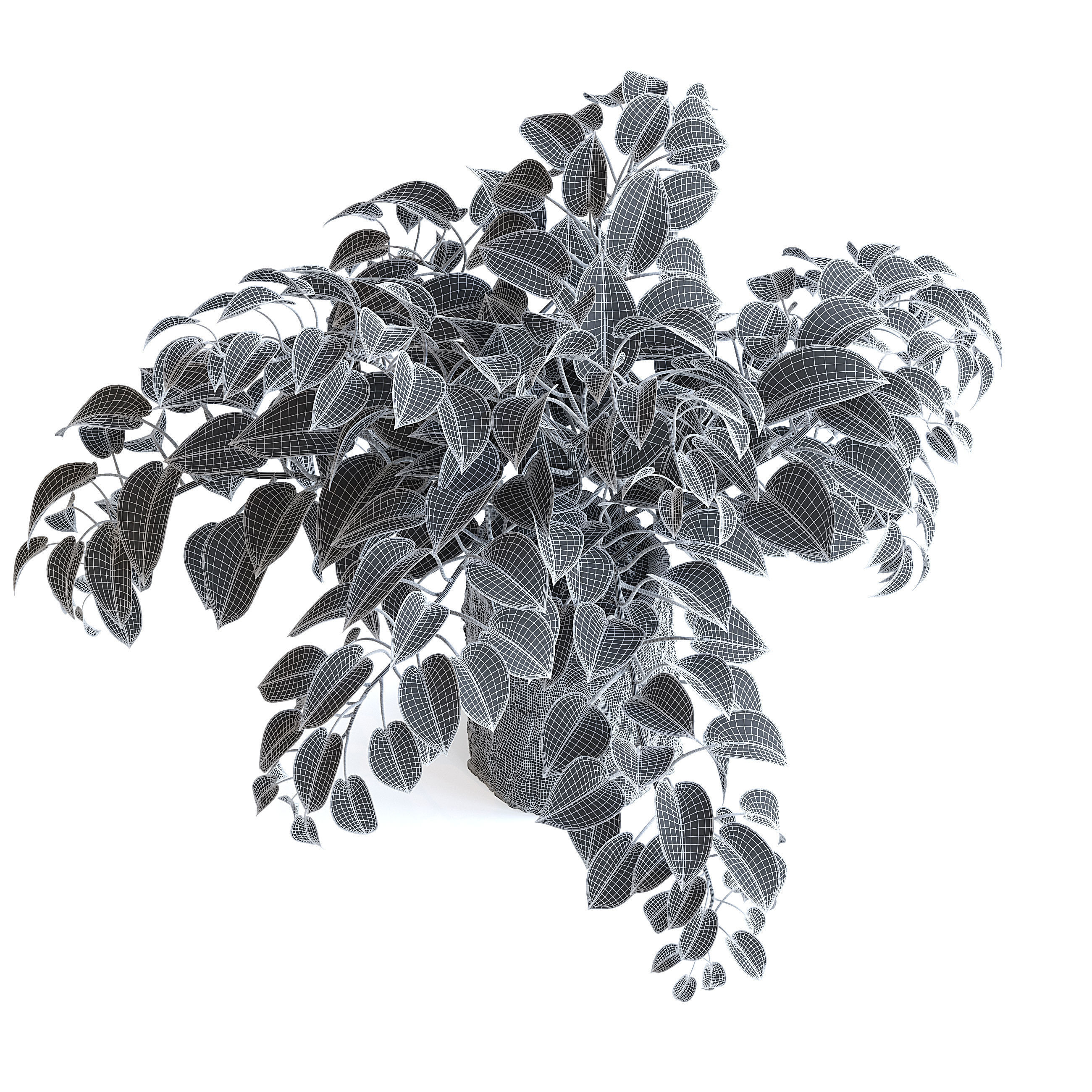 Pothos Plant 3D model_6