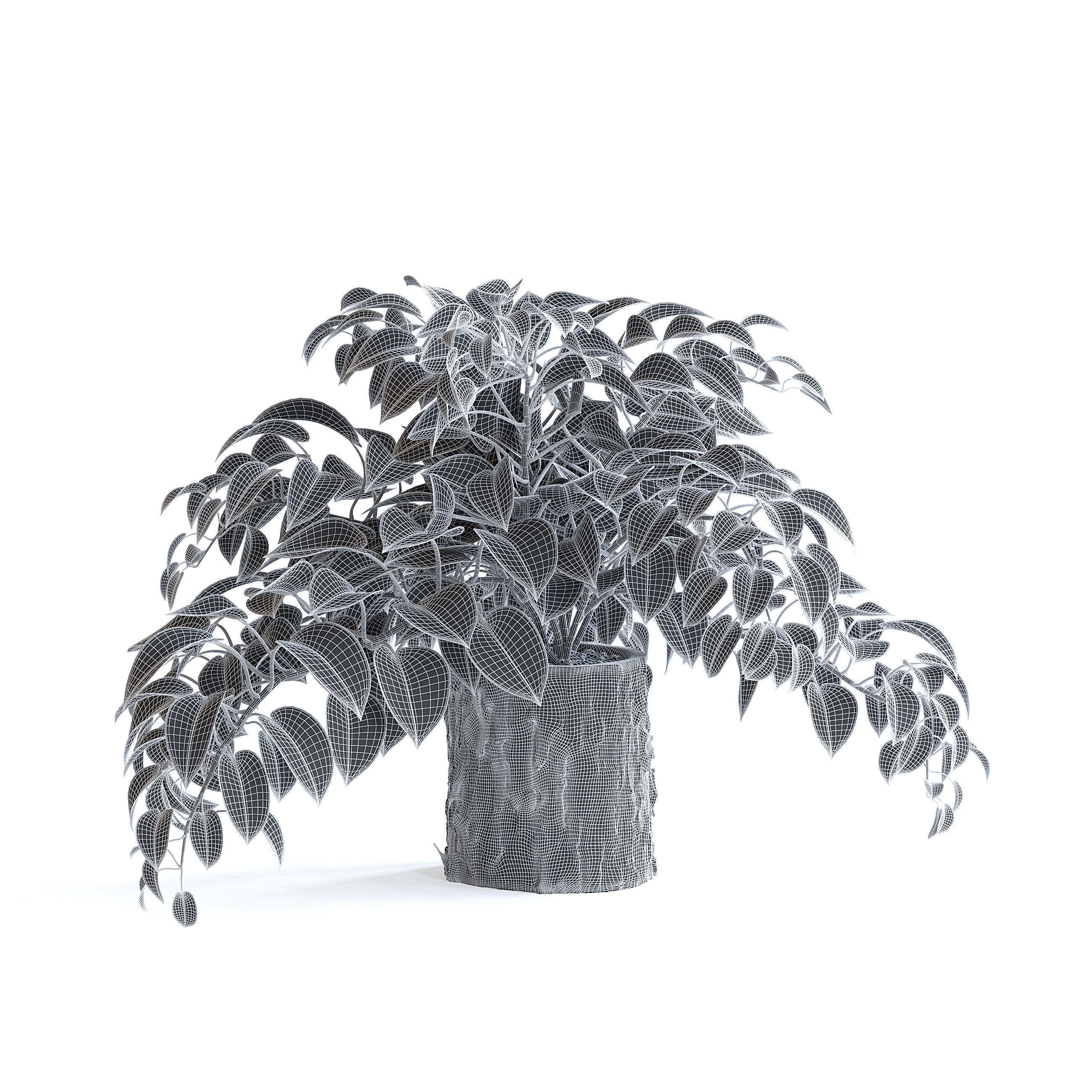 Pothos Plant 3D model_5