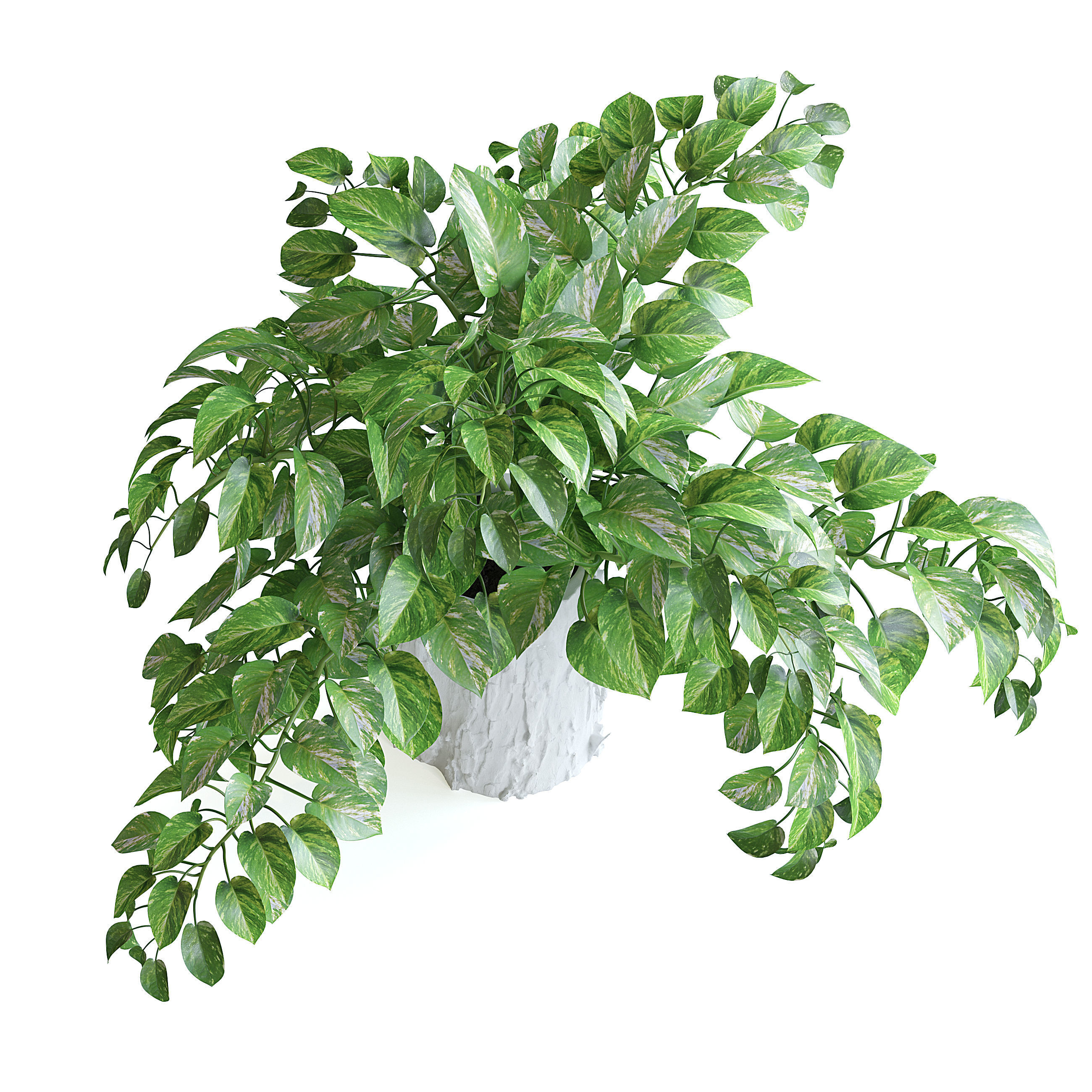 Pothos Plant 3D model_3
