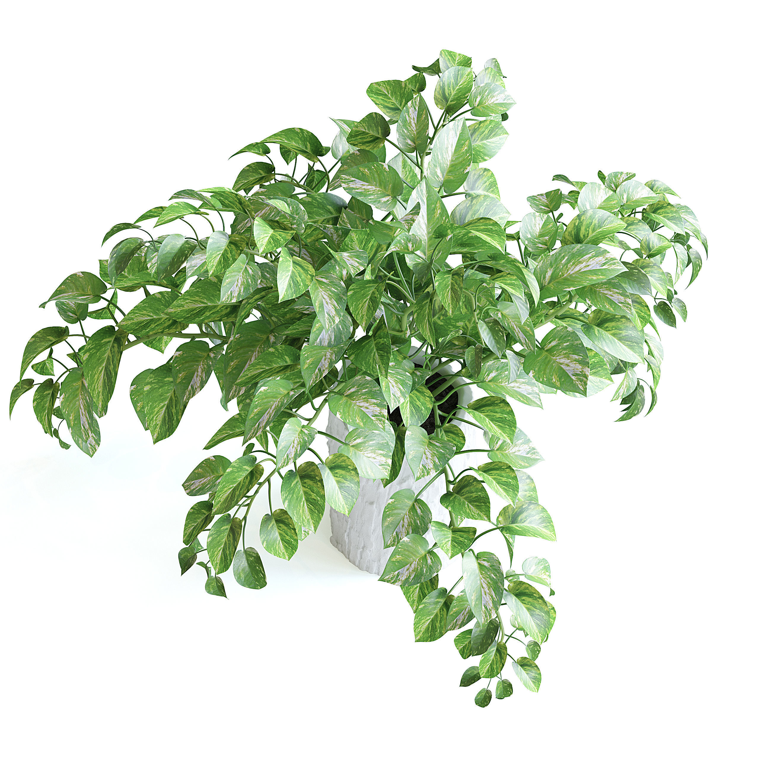 Pothos Plant 3D model_2