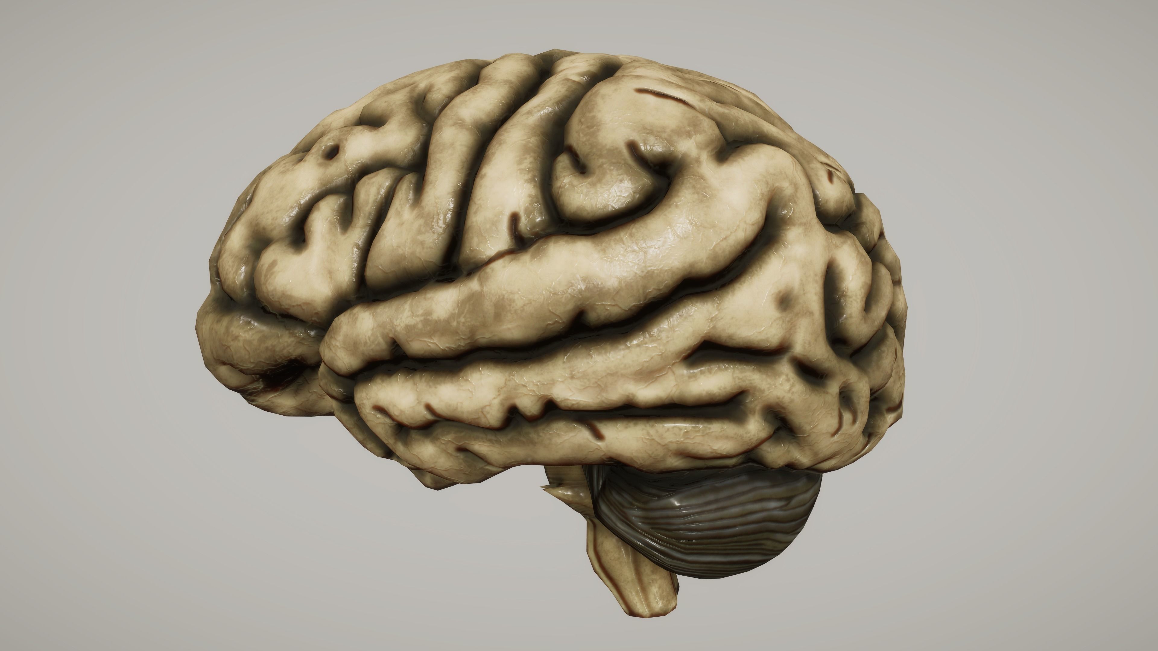 Human Brain with Cross section Low-poly 3D model_2