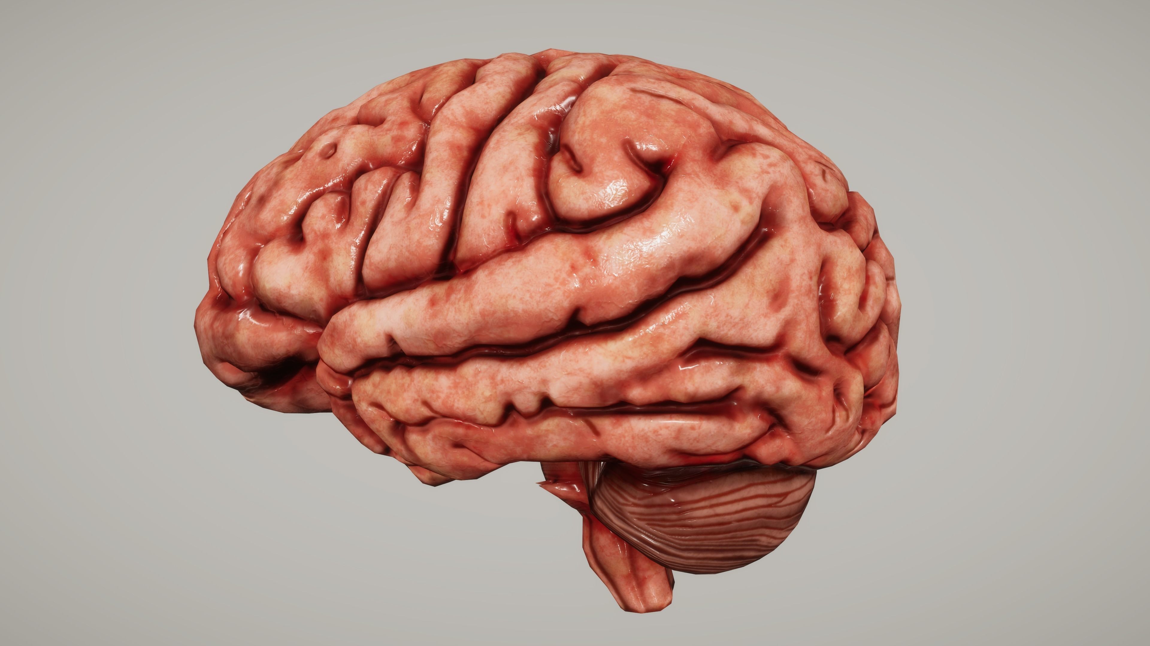 Human Brain with Cross section Low-poly 3D model_1