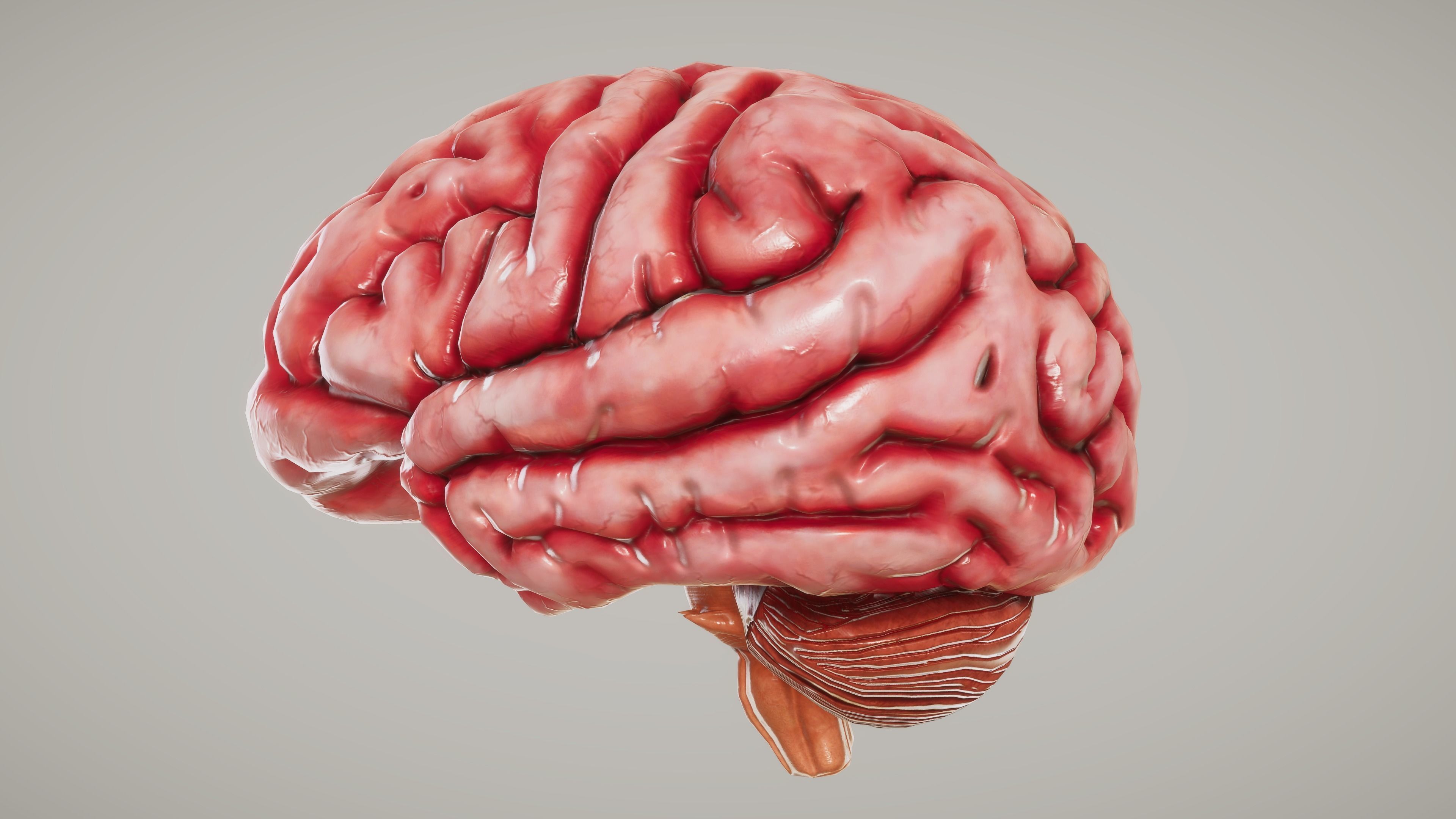 Human Brain with Cross section Low-poly 3D model_3